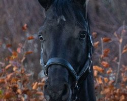 dressage horse Charmeur (Hanoverian, 2014, from Christ)