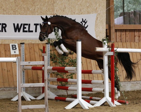 Zuchtstute Hope-Diamant M (Trakehner, 2012, von Kentucky) Zuchtstute Hope-Diamant M (Trakehner, 2012, von Kentucky)