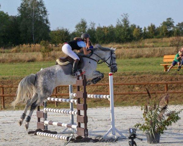 Pferd Coberlina (KWPN (Niederländisches Warmblut), 2007, von Tangelo van de Zuuthoeve)