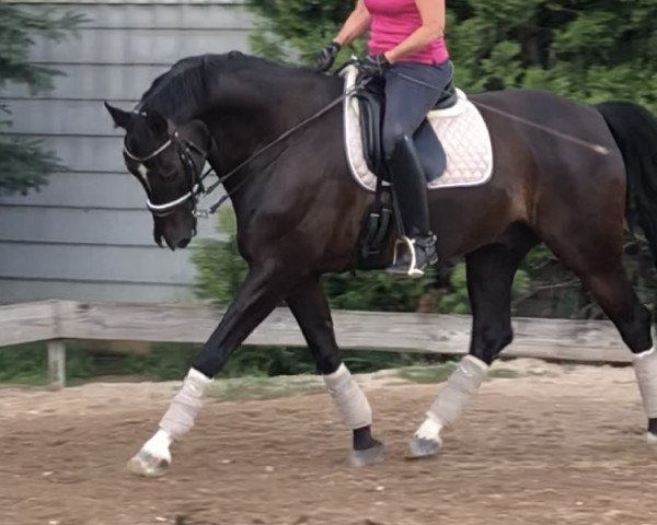 jumper Groovy Magic (Hanoverian, 2005, from Graf Grannus)