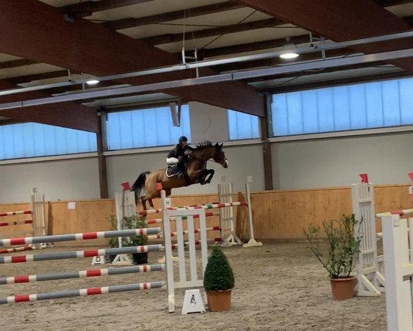 broodmare Assa 4 (Holsteiner, 2008, from Clearway) broodmare Assa 4 (Holsteiner, 2008, from Clearway)