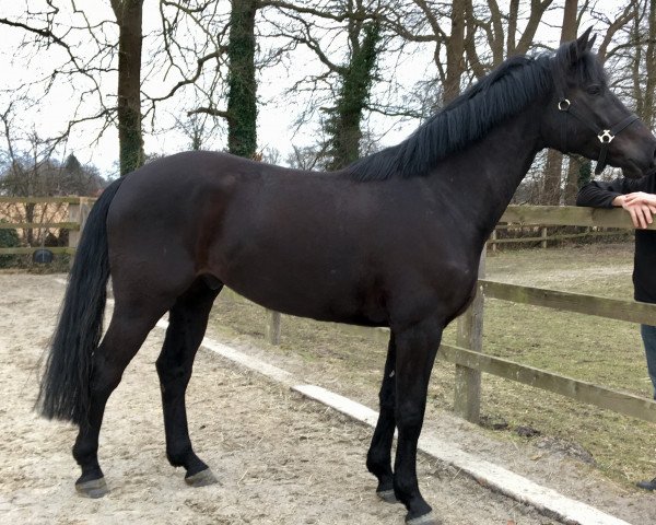 jumper Balouvisto (Hanoverian, 2014, from Balou du Rouet)