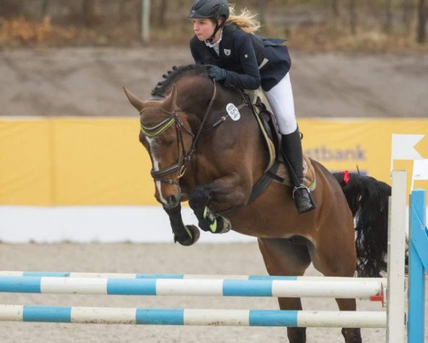broodmare Chakalaka 11 (Holsteiner, 2010, from Cassini II)