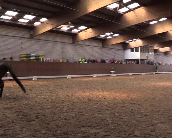 Reitturnier Leverkusen-Rheindorf 2017