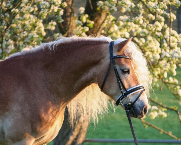 Dressurpferd Alaba (Haflinger, 2015, von Almquell)