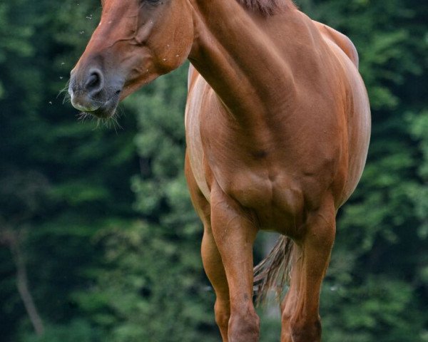 horse Askari (Westphalian, 2010, from Airman xx)
