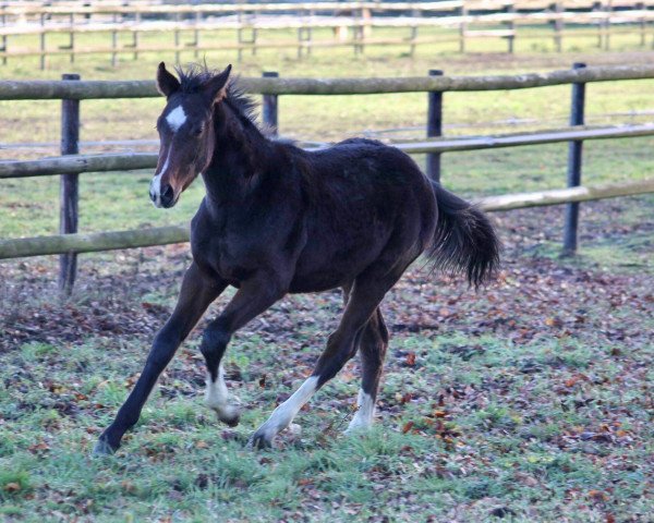horse Deep Emotion P (Westphalian, 2018, from Harmony's de Beau)