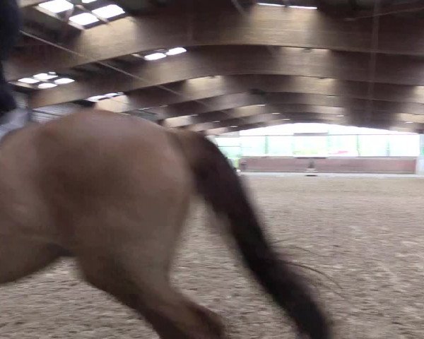 Reitturnier Leverkusen-Rheindorf 2017
