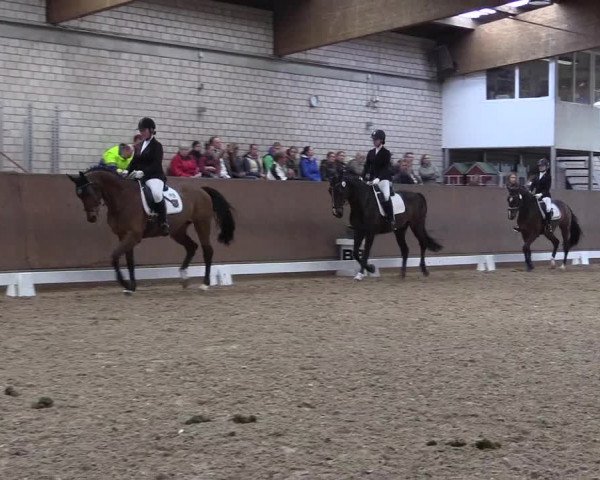 Reitturnier Leverkusen-Rheindorf 2017