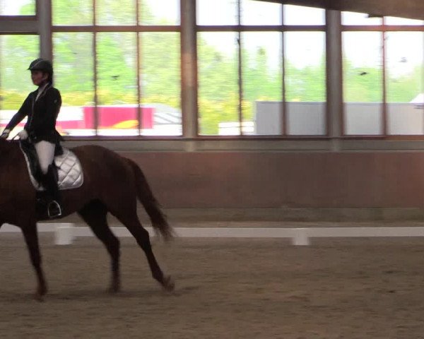 Reitturnier Leverkusen-Rheindorf 2017