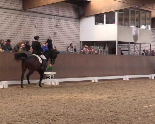 Reitturnier Leverkusen-Rheindorf 2017