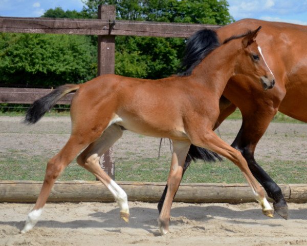 horse Stute von Foundation (Trakehner, 2018, from Foundation 2) horse Stute von Foundation (Trakehner, 2018, from Foundation 2)