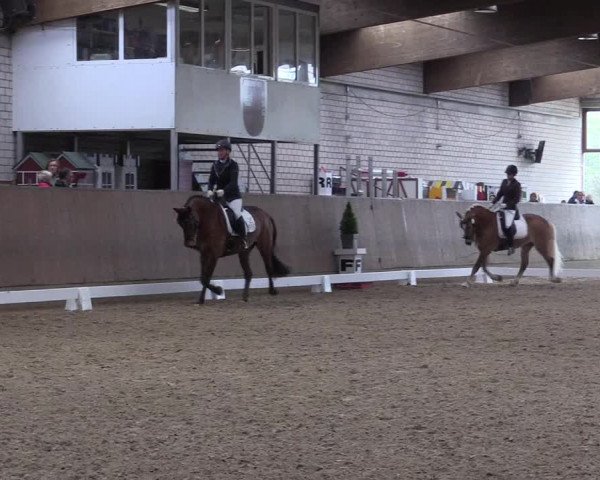 Reitturnier Leverkusen-Rheindorf 2017