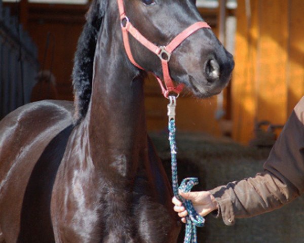 Pferd Scaramella (Trakehner, 2016, von Oliver Twist)