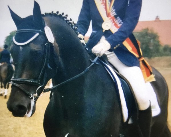 Pferd Acerbiss (Hannoveraner, 1991, von Archipel)