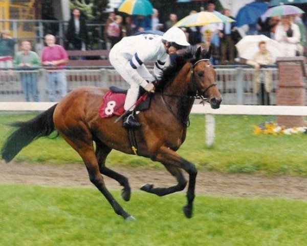 dressage horse Watermill Meddo xx (Thoroughbred, 1994, from Colway Bold xx)