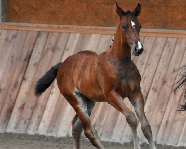 Pferd Hengst von Gopura xx / Impetus (Trakehner, 2020, von Gopura xx)