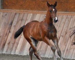 horse Hengst von Gopura xx / Impetus (Trakehner, 2020, from Gopura xx)