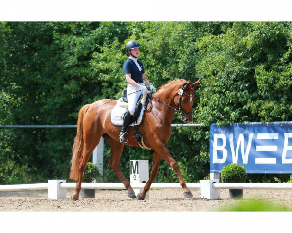 dressage horse La bella Leni (Hanoverian, 2006, from Londonderry)