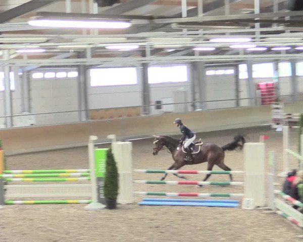 Reitturnier Waghäusel-Wiesental 2017