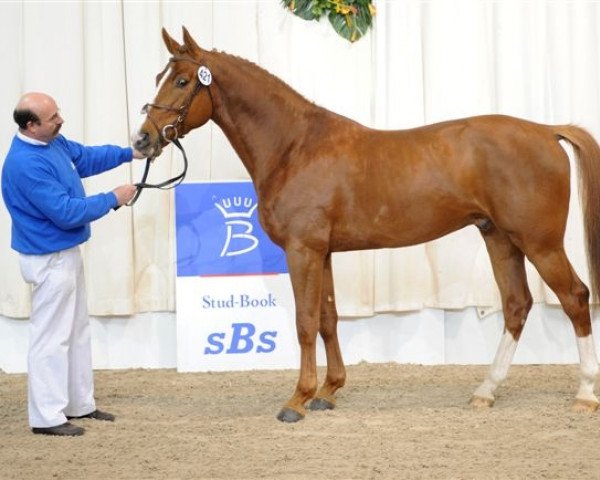 Pferd Quaduc Ste Hermelle (be) (Selle Français, 2004, von Duc de la Lande II)