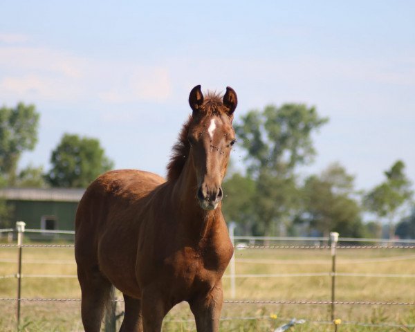 horse Hengstfohlen, Camaro x Souvenir (German Sport Horse, 2018, from Camaro)
