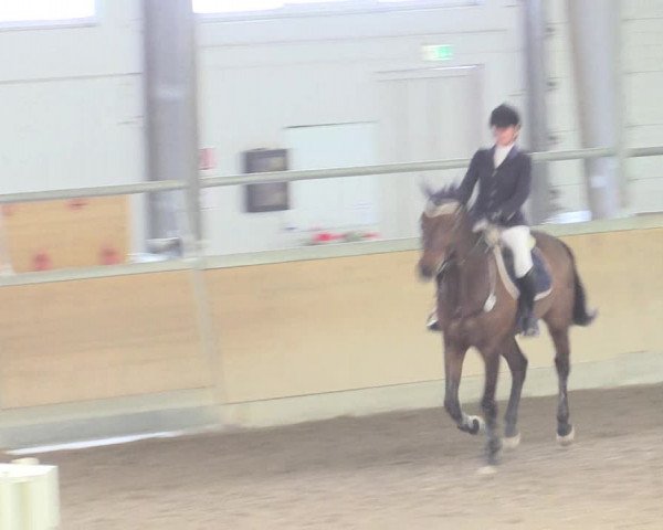 Reitturnier Waghäusel-Wiesental 2017