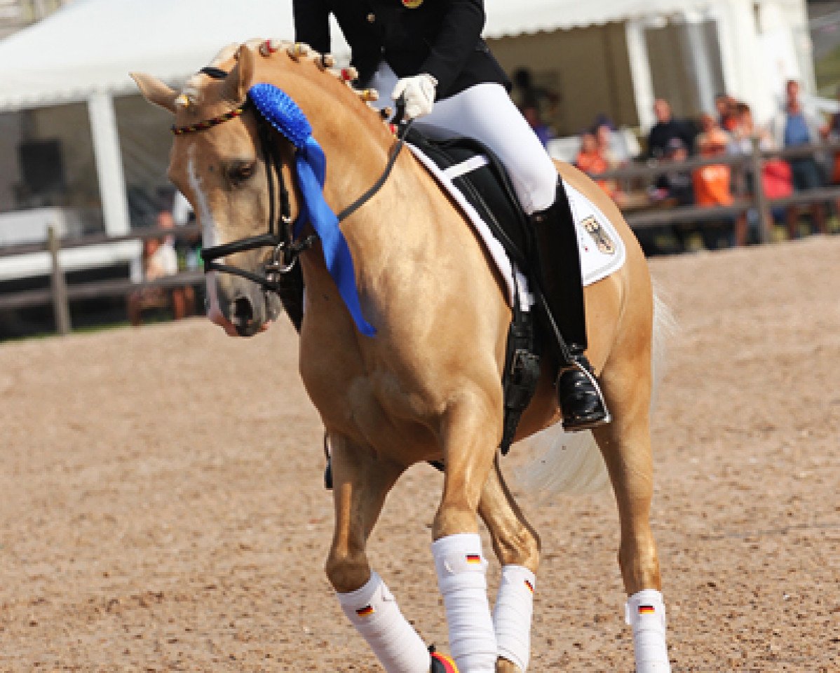 stallion NK Cyrill (German Riding Pony, 2006, from FS Champion de Luxe)