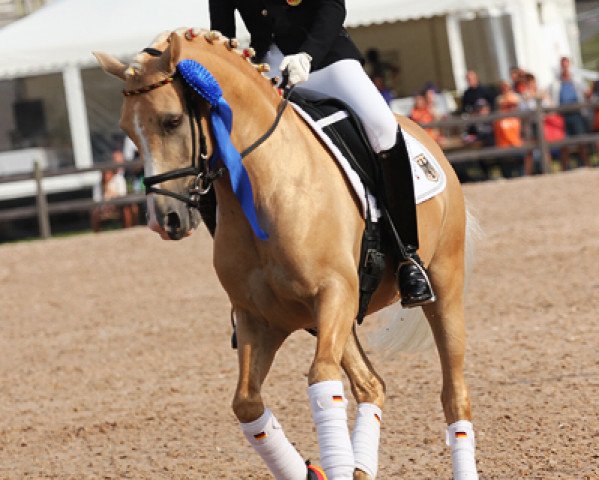 Deckhengst NK Cyrill (Deutsches Reitpony, 2006, von FS Champion de Luxe)