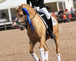 stallion NK Cyrill (German Riding Pony, 2006, from FS Champion de Luxe)