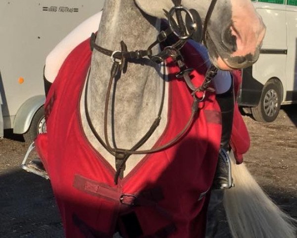 horse Eglantine (Belgian Warmblood, 2010, from Ultra Blue J)