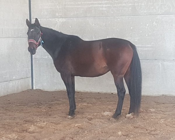 broodmare Cajenne de fauquez (Belgian Warmblood, 2008, from Kannan)