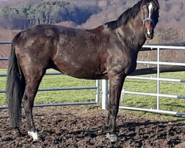 dressage horse Mighty's Miro (Westphalian, 2007, from Mighty Magic)