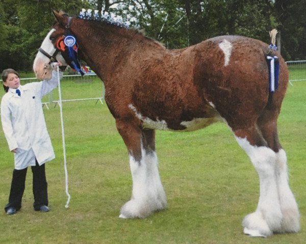 horse Westplean Bruno (Clydesdale,  , from Collessie Cut Above)