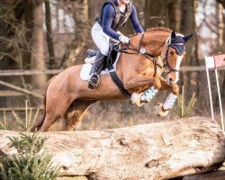 dressage horse Vincenza 5 (Hanoverian, 2013, from Viscount 22)