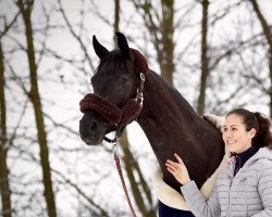 horse Mona Lisa K (Hanoverian, 2017, from Morricone)