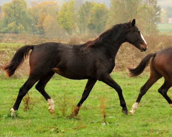 Pferd Denoir 3 (Oldenburger, 2017, von De Niro)