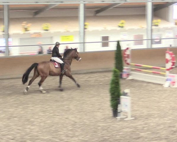 Reitturnier Waghäusel-Wiesental 2017