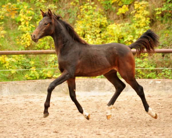 horse Schwalben Surprise (Oldenburg, 2018, from Quantensprung 3)