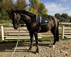 Springpferd Favorit de Semilly (Hannoveraner, 2014, von Favorit Ask)