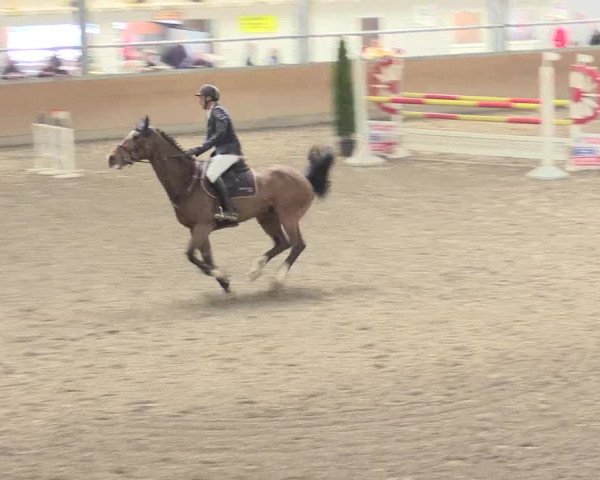 Reitturnier Waghäusel-Wiesental 2017