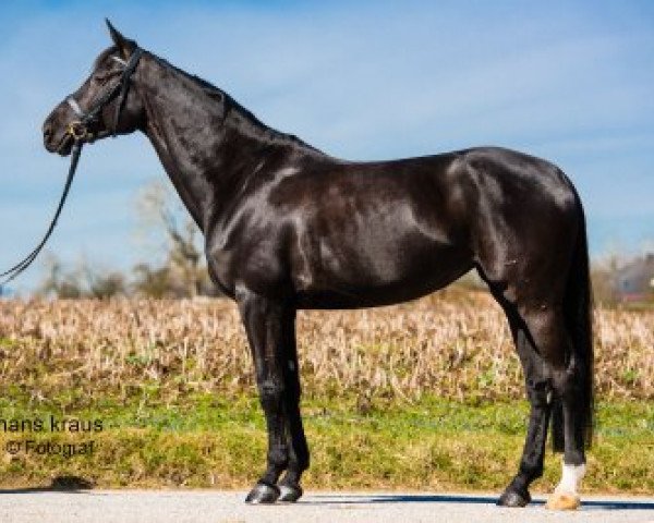 broodmare Ocean Girl 2 (Austrian Warmblood, 2012, from Chopin III)