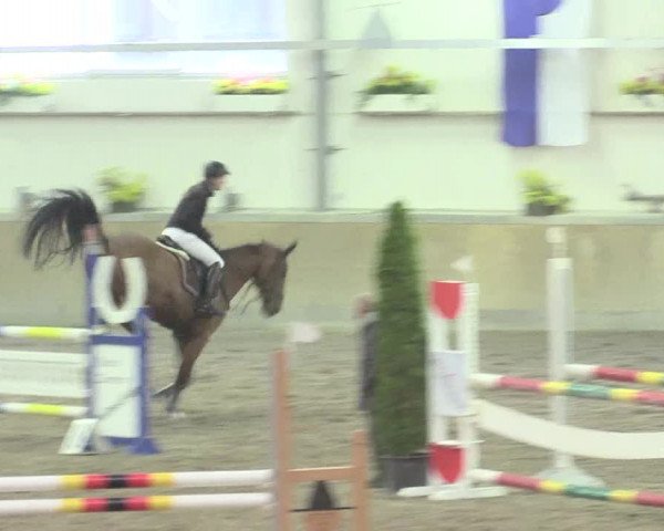 Reitturnier Waghäusel-Wiesental 2017