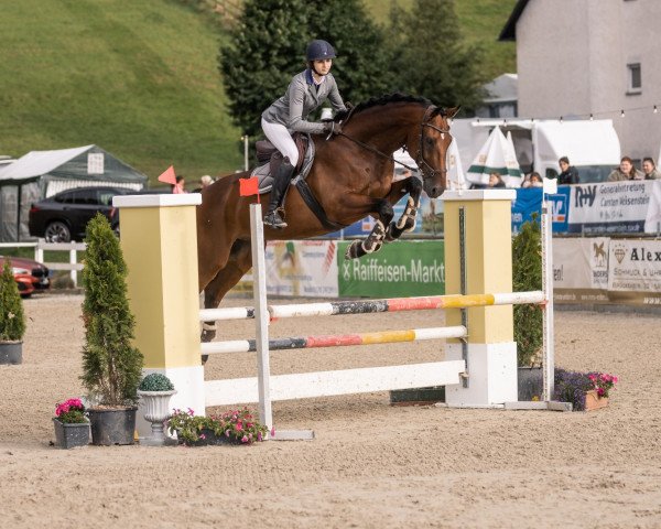 jumper Numero de Corazon (German Sport Horse, 2014, from Numero Due D)