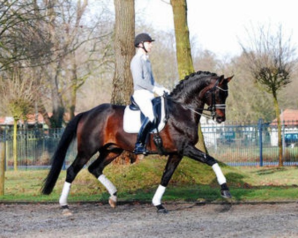 Deckhengst Samba Hit II (Brandenburger, 2002, von Sandro Hit)