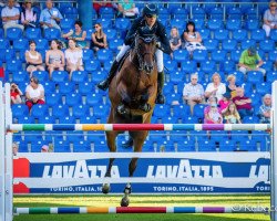 jumper Que Bueno de Hus Z (Zangersheide riding horse, 2010, from Que Guapo)