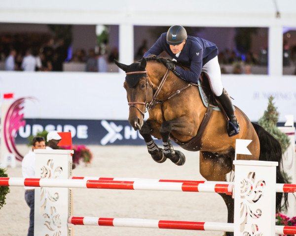 jumper Uno de La Roque (Selle Français, 2008, from Numero Uno)