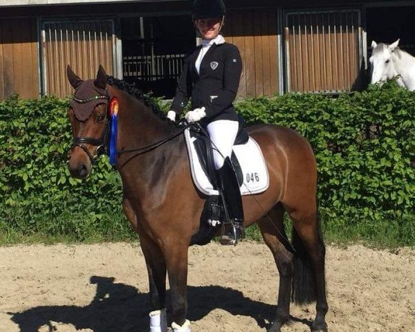 dressage horse High Society 41 (German Riding Pony, 2014, from Harvey)