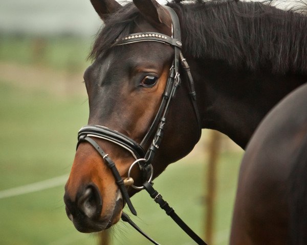 jumper Tangolo (Trakehner, 2015, from Singolo)