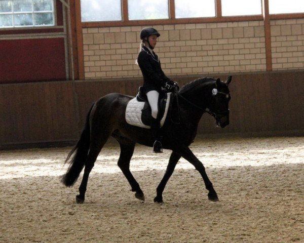 dressage horse Ardnasillagh Tom (Connemara Pony, 2010, from Knockillaree Tomas) dressage horse Ardnasillagh Tom (Connemara Pony, 2010, from Knockillaree Tomas)